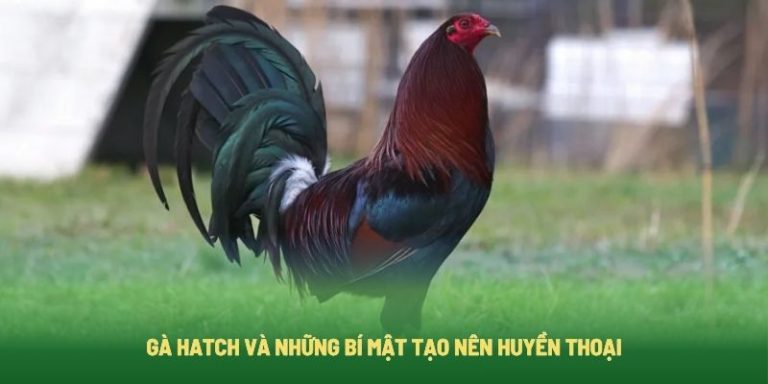 Gà Hatch Và Những Bí Mật Tạo Nên Huyền Thoại