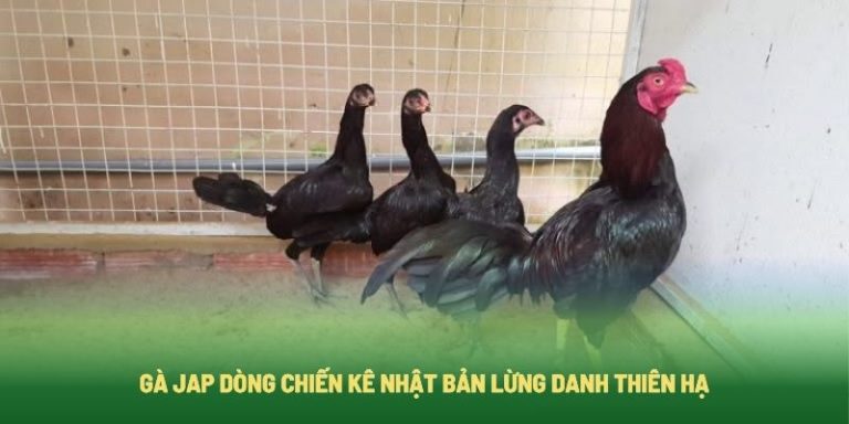 Gà Jap Dòng Chiến Kê Nhật Bản Lừng Danh Thiên Hạ