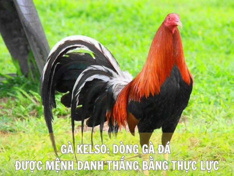 Gà Kelso: Dòng Gà Đá Được Mệnh Danh Thắng Bằng Thực Lực