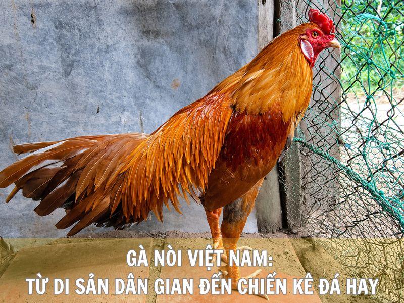 Gà Nòi Việt Nam: Từ Di Sản Dân Gian Đến Chiến Kê Đá Hay