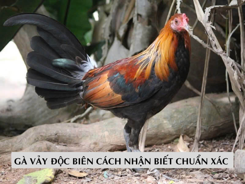 Cách nhận biết chuẩn xác gà vảy độc biến