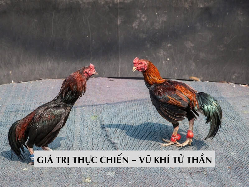 Giá Trị Thực Chiến – Vũ Khí Tử Thần