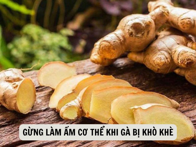 Gừng Làm Ấm Cơ Thể Khi Gà Bị Khò Khè