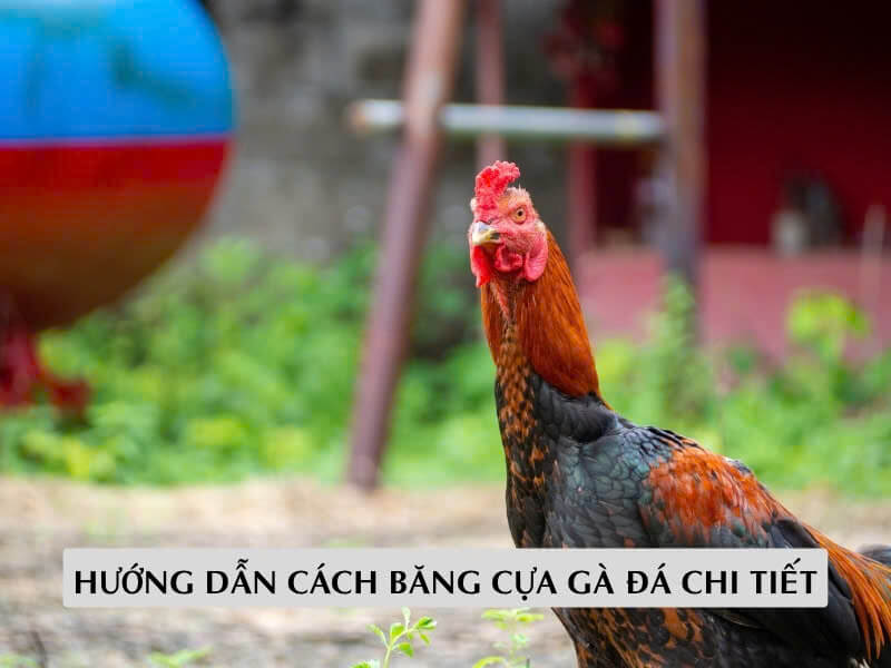 Hướng Dẫn Cách Băng Cựa Gà Đá Chi Tiết 
