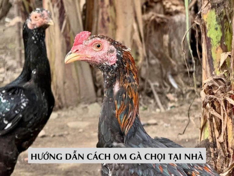 Hướng Dẫn Cách Om Gà Chọi Tại Nhà: Đỏ Da, Giữ Pin, Bền Sức