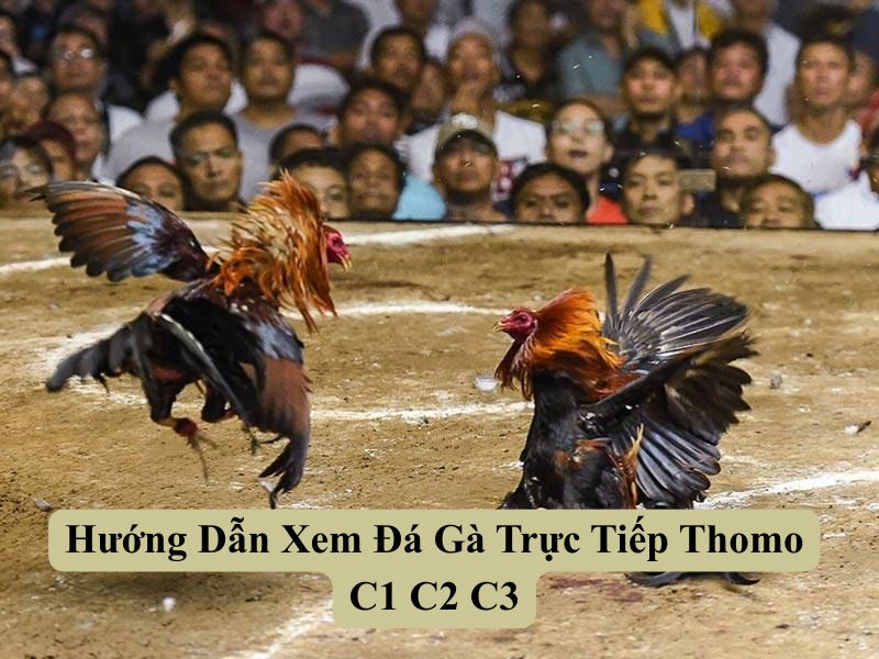 Hướng Dẫn Xem Đá Gà Trực Tiếp Thomo C1 C2 C3