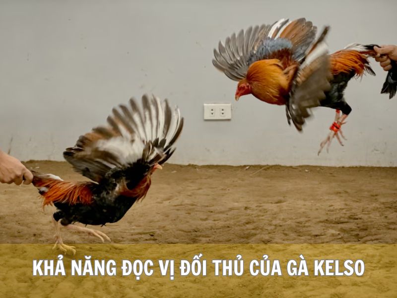 Khả Năng Đọc Vị Đối Thủ Của Gà Kelso