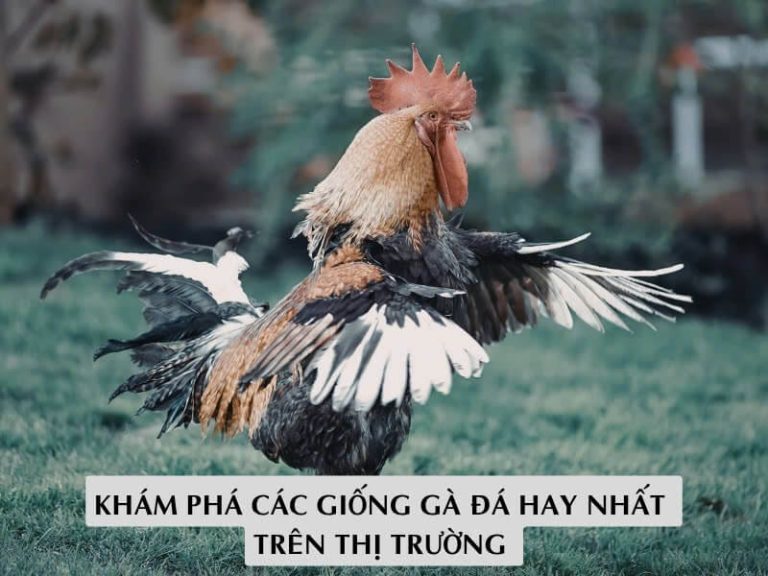Khám Phá Các Giống Gà Đá Hay Nhất Trên Thị Trường 