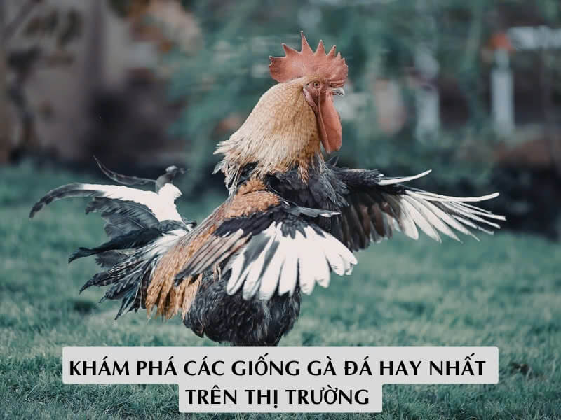 Khám Phá Các Giống Gà Đá Hay Nhất Trên Thị Trường 