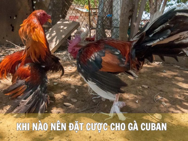 Khi Nào Nên Đặt Cược Cho Gà Cuban