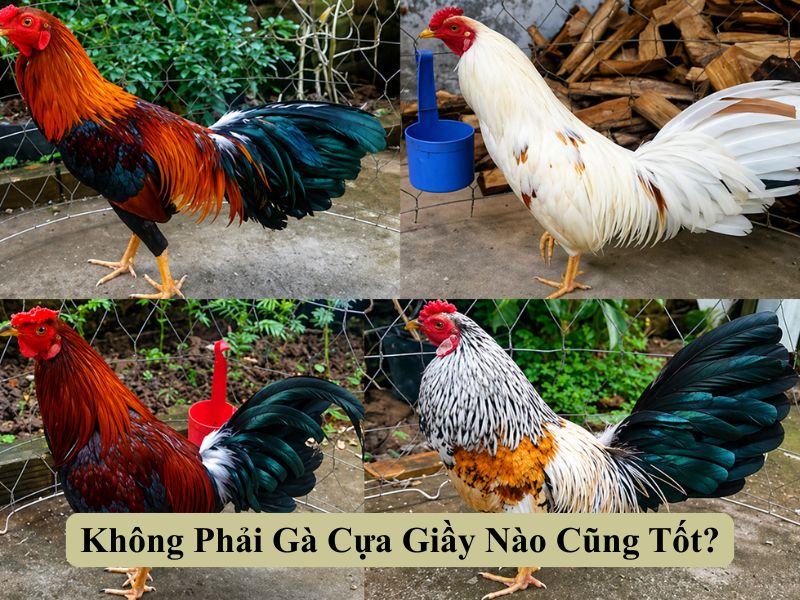 Làm Sao Nhận Biết Gà Cựa Giầy?
