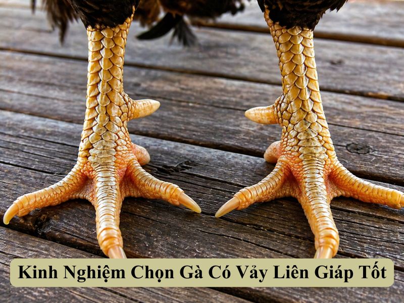 Kinh Nghiệm Chọn Gà Có Vảy Liên Giáp Tốt