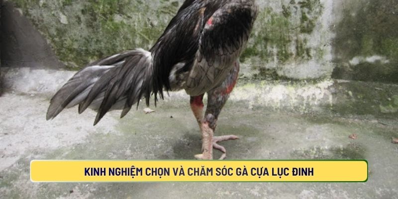 Kinh Nghiệm Chọn Và Chăm Sóc Gà Cựa Lục Đinh