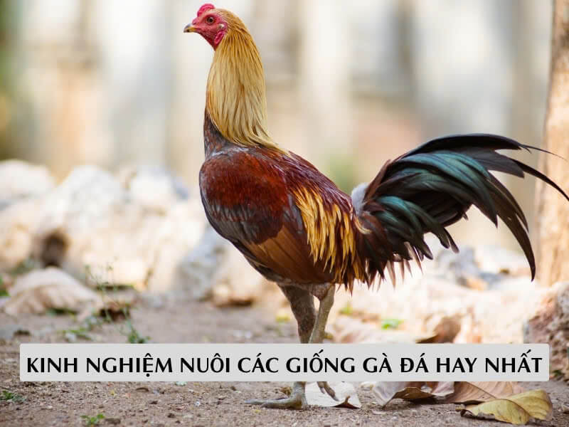 Kinh Nghiệm Nuôi Các Giống Gà Đá hay nhất