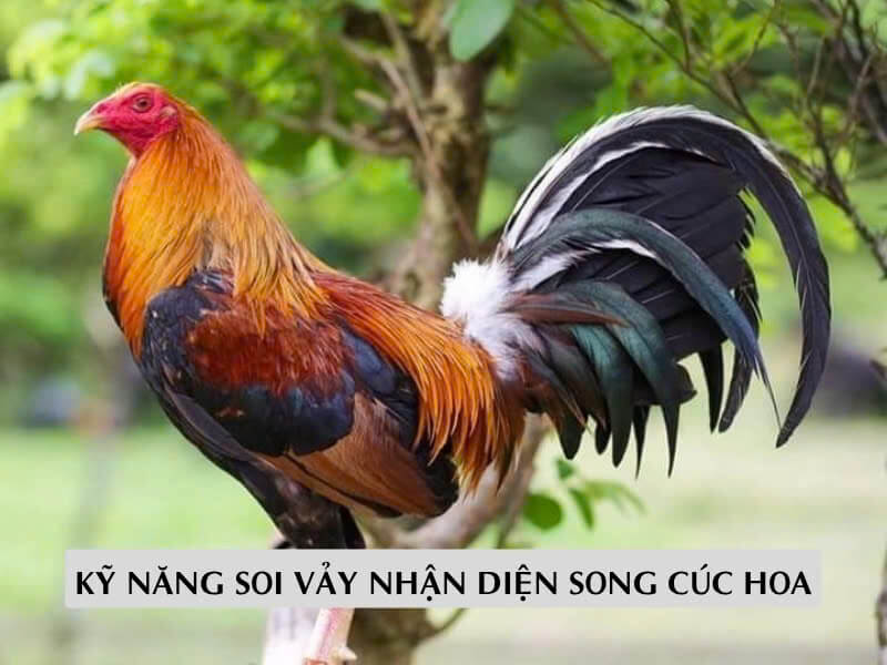Kỹ Năng Soi Vảy Nhận Diện Song Cúc Hoa Chính Tông