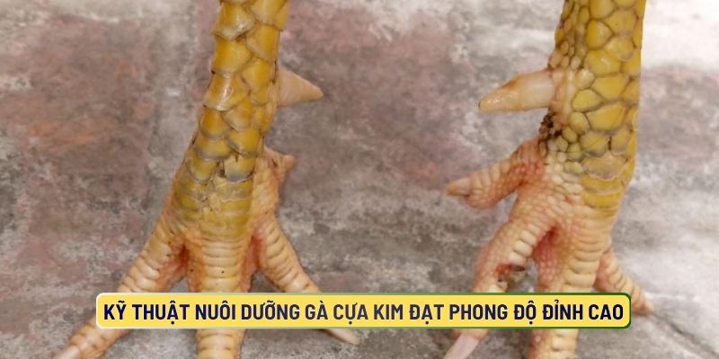 Kỹ Thuật Nuôi Dưỡng Gà Cựa Kim Đạt Phong Độ Đỉnh Cao