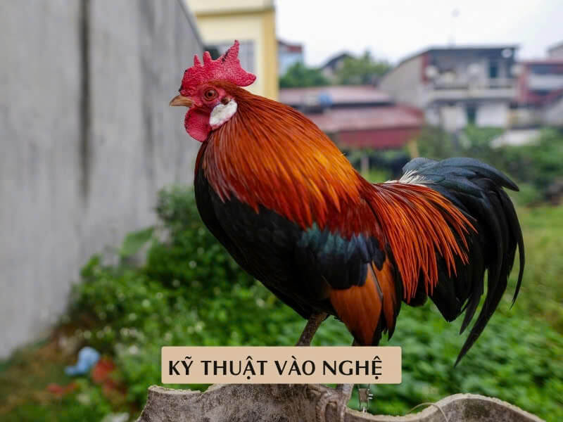 Kỹ Thuật Vào Nghệ