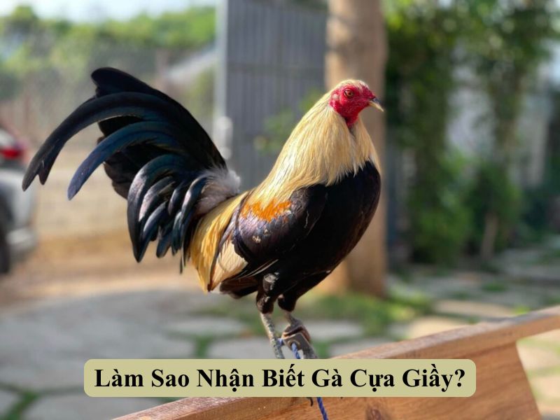 Bản Chất Gà Cựa Giầy Là Gì?