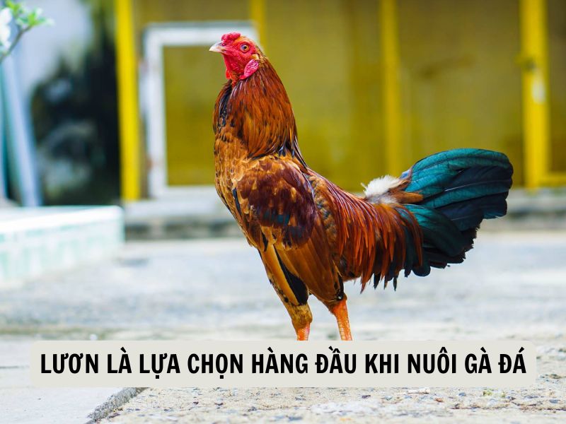 Lươn Là Lựa Chọn Hàng Đầu Khi Nuôi Gà Đá