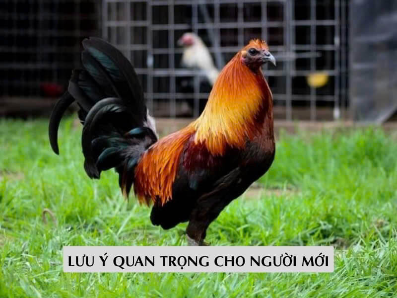 Lưu ý quan trọng cho người mới bắt đầu