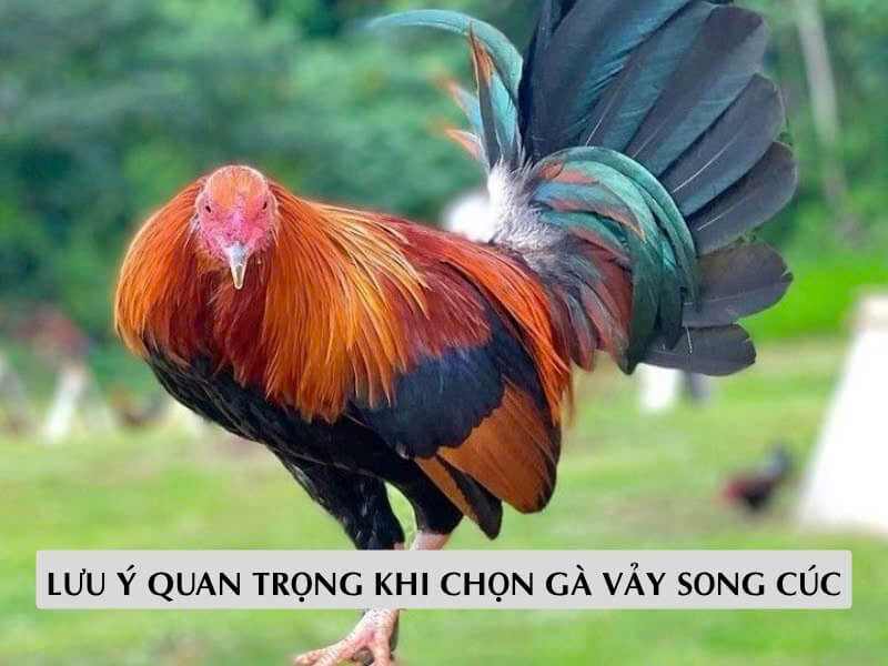 Những Lưu Ý Quan Trọng Khi Chọn Gà Vảy Song Cúc