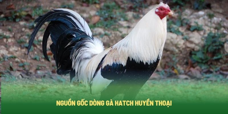 Gà Hatch có nguồn gốc từ đâu?