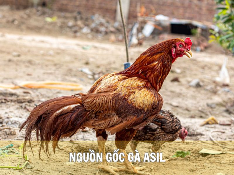 Nguồn Gốc Gà Asil
