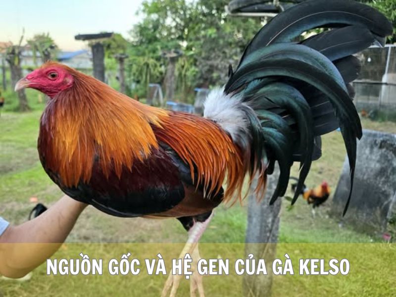 Nguồn Gốc Và Hệ Gen Của Gà Kelso