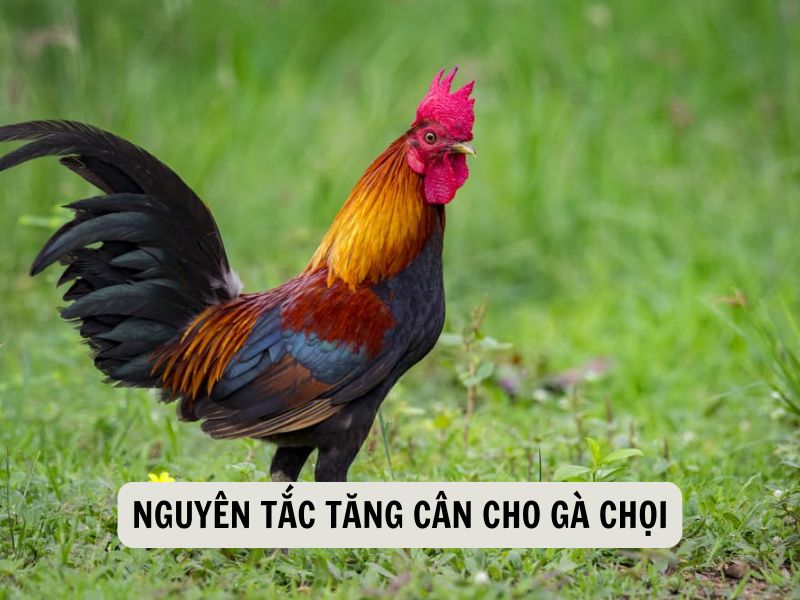 Nguyên Tắc Tăng Cân Cho Gà Chọi