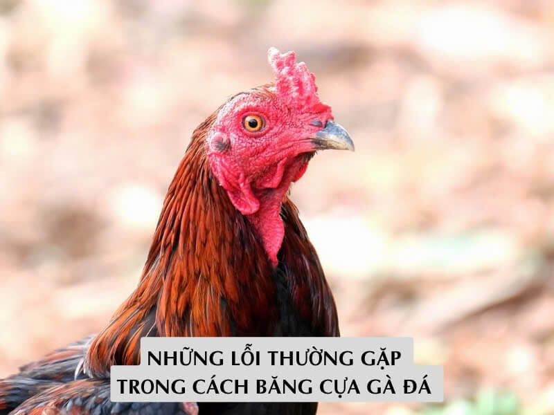 Những Lỗi Thường Gặp Trong Cách Băng Cựa Gà Đá 