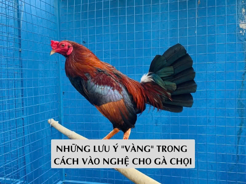 Những Lưu Ý "Vàng" Trong Cách Vào Nghệ Cho Gà Chọi