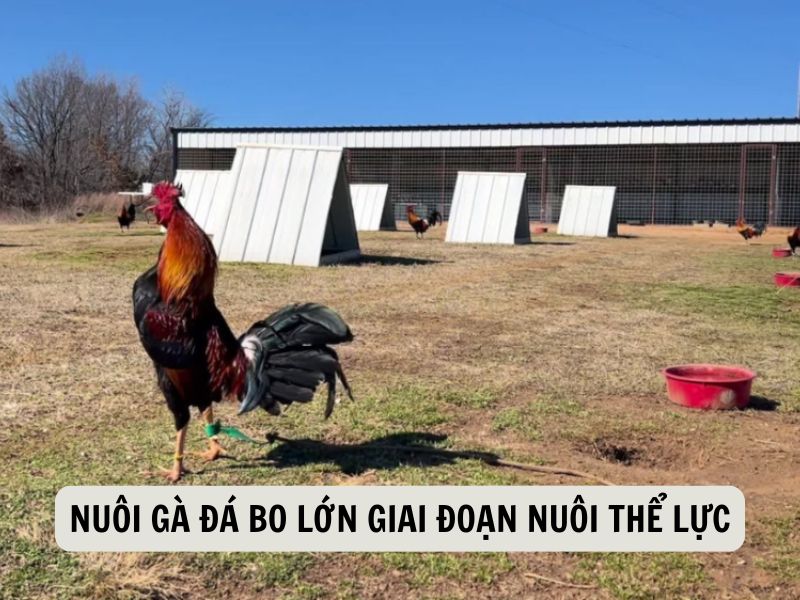 Nuôi Gà Đá Bo Lớn Giai Đoạn Nuôi Thể Lực