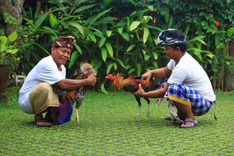 Two Balinese men handle roosters outdoors with traditional attire, displaying cultural practice.