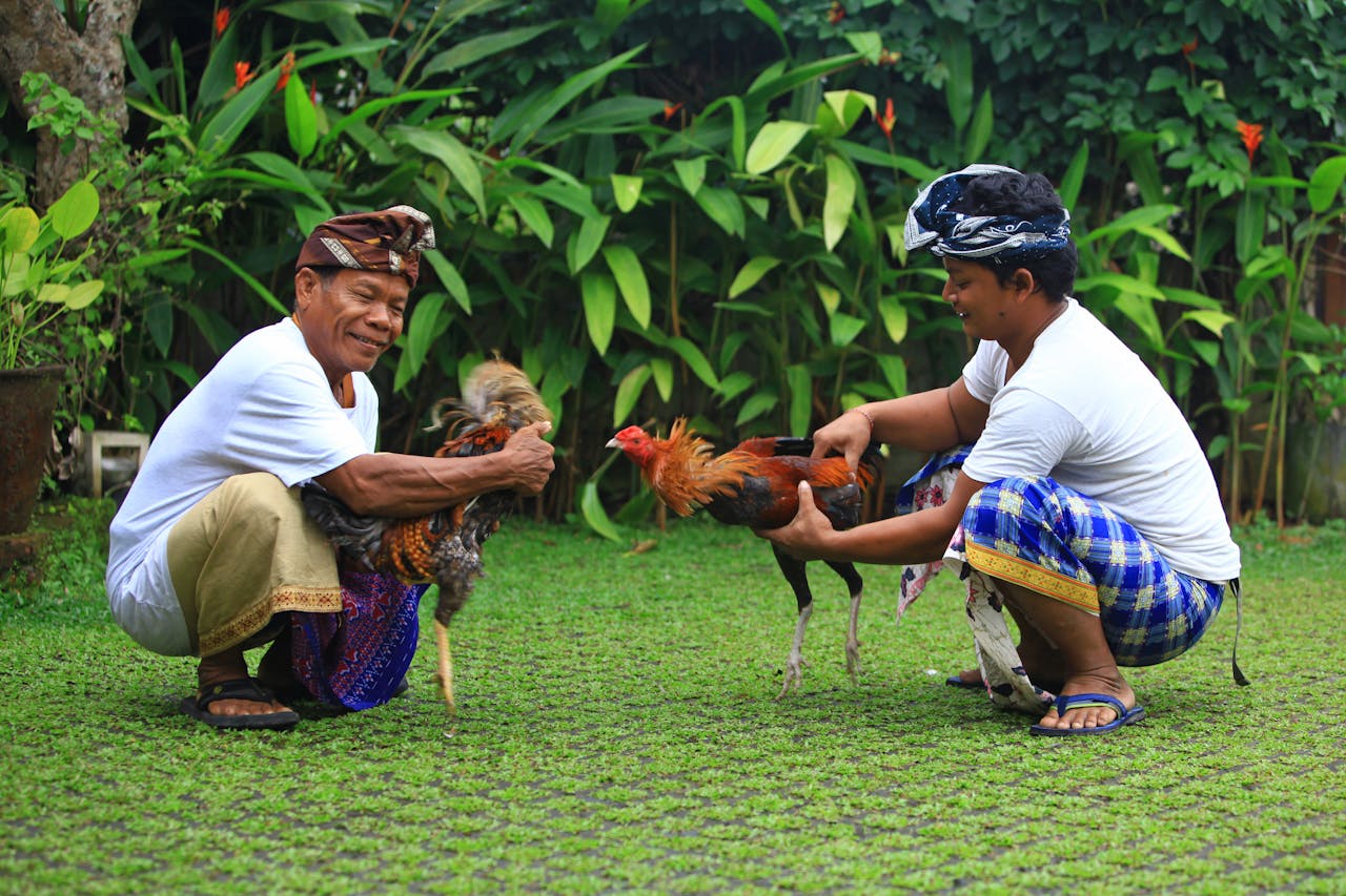 Two Balinese men handle roosters outdoors with traditional attire, displaying cultural practice.
