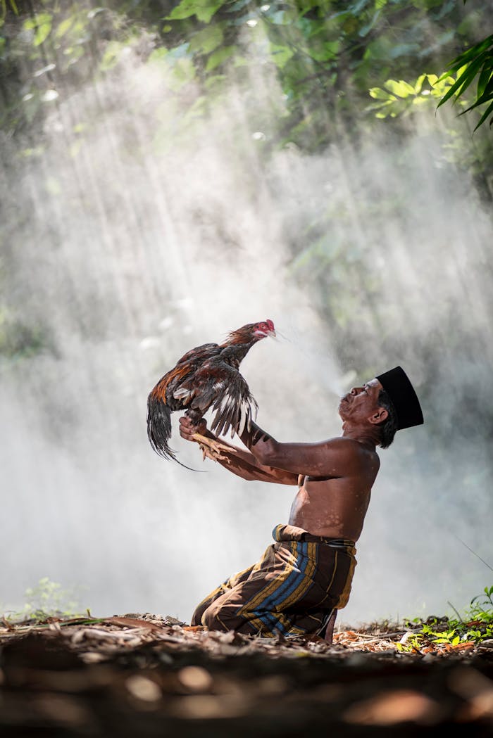 An Indonesian man proudly holds a rooster amidst sun rays in a lush forest setting.