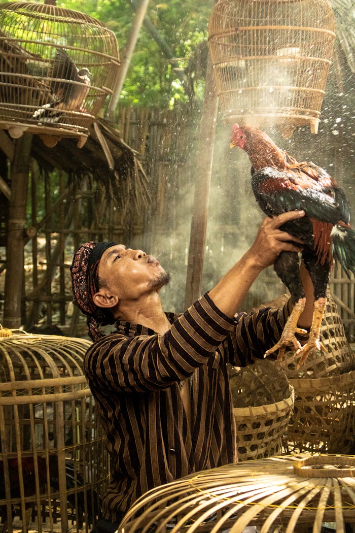 Man handling rooster among bamboo cages in Yogyakarta, Indonesia.