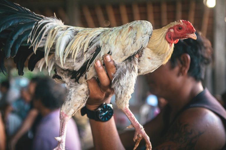 A man holding a rooster at a local market in Bali, Indonesia. Up-close view of the bird.