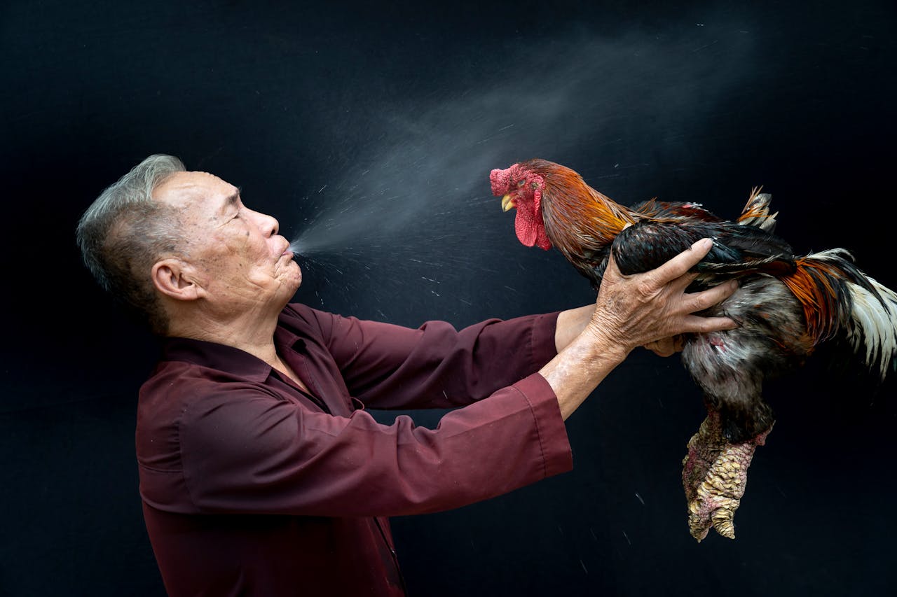 Elderly man in burgundy shirt holding a living rooster, spitting mist, against a dark background.