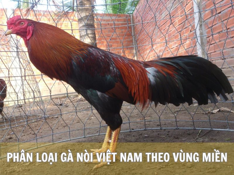 Phân Loại Gà Nòi Việt Nam Theo Vùng Miền