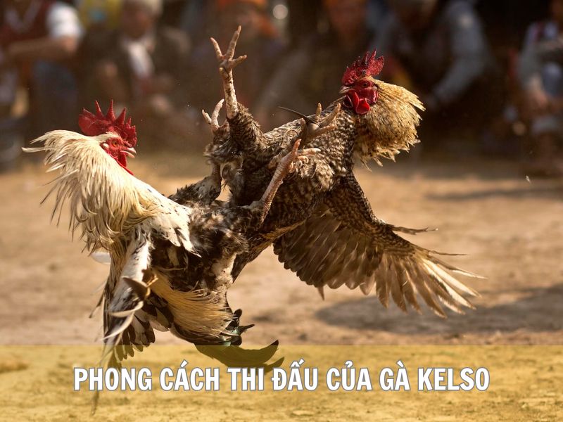 Phong Cách Thi Đấu Của Gà Kelso