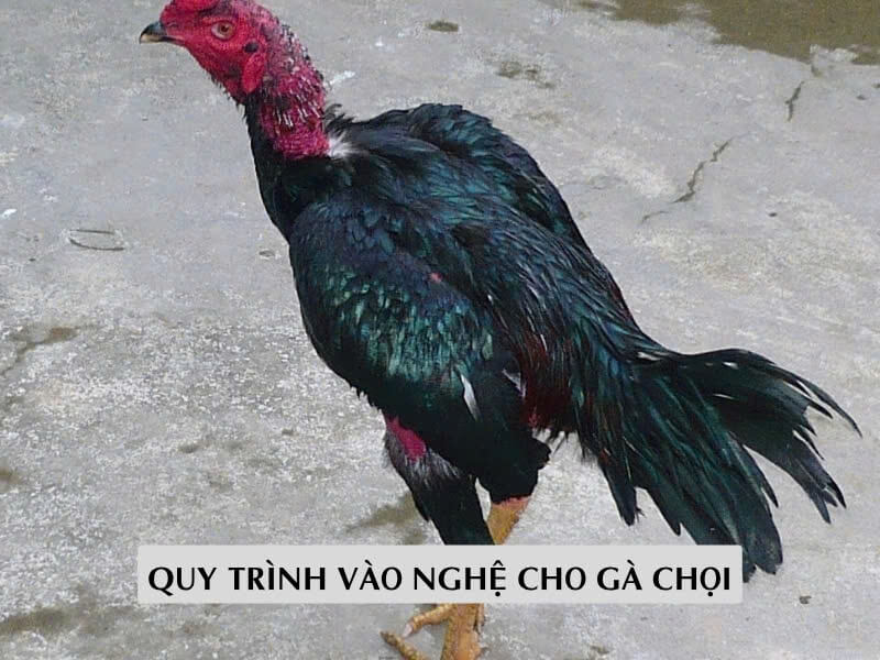 Quy Trình Vào Nghệ Cho Gà Chọi