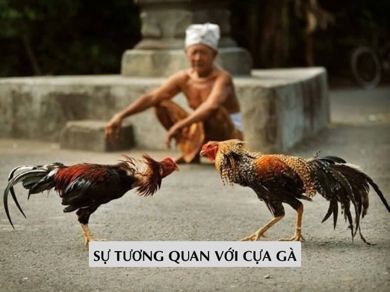 Sự tương quan với cựa gà