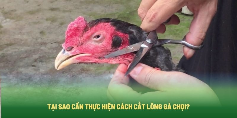 Cắt tỉa lông gà mang lại lợi ích gì?