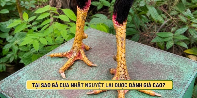 Tại Sao Gà Cựa Nhật Nguyệt Lại Được Đánh Giá Cao?