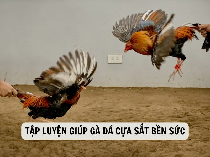 Tập Luyện Giúp Gà Đá Cựa Sắt Bền Sức