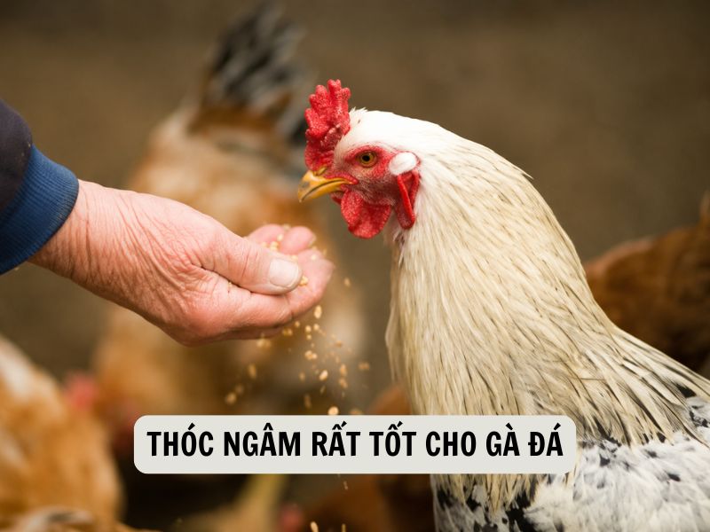 Thóc Ngâm Rất Tốt Cho Gà Đá 