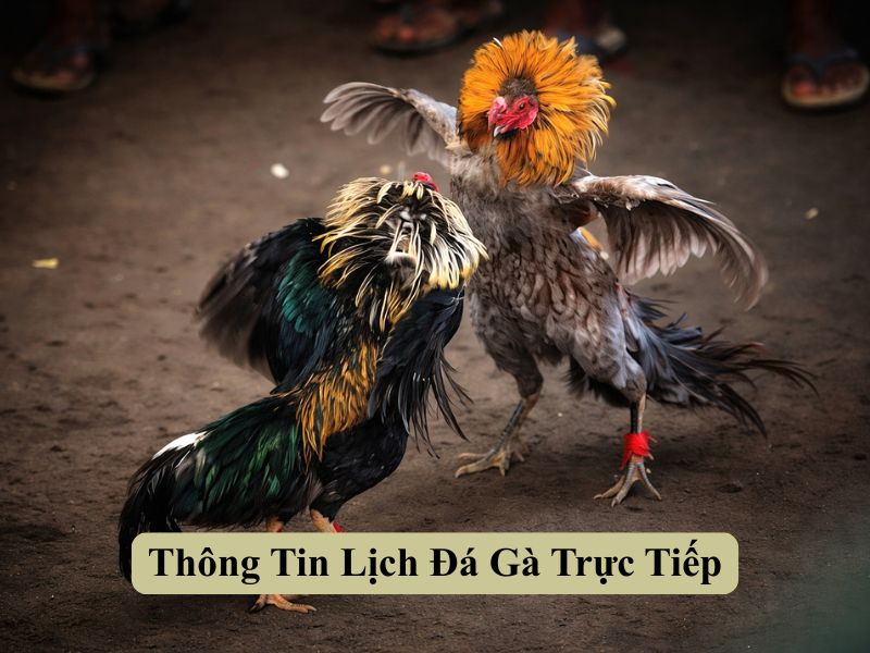 Thông Tin Lịch Đá Gà Trực Tiếp