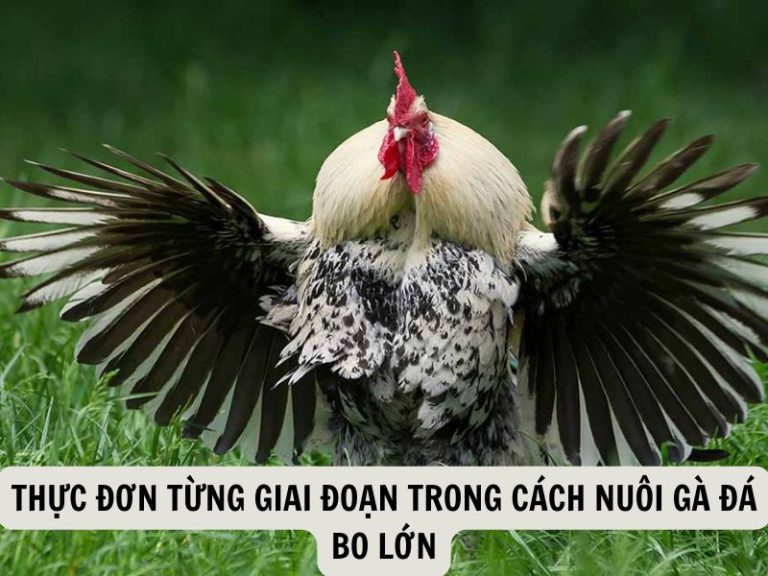 Thực Đơn Từng Giai Đoạn Trong Cách Nuôi Gà Đá Bo Lớn
