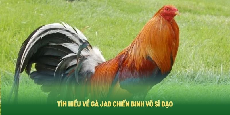 Gà Jab là gà gì?