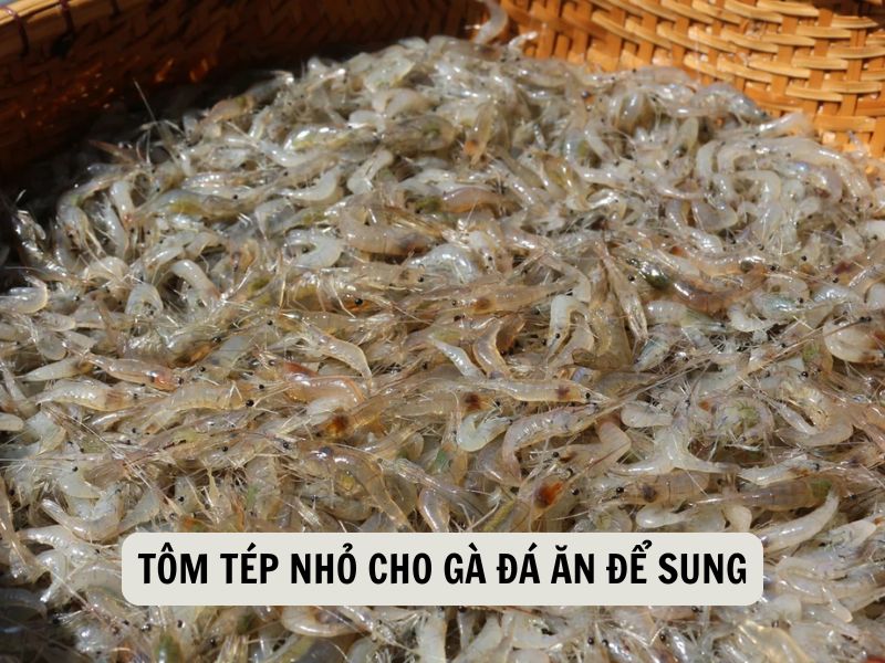 Tôm Tép Nhỏ Cho Gà Đá Ăn Để Sung
